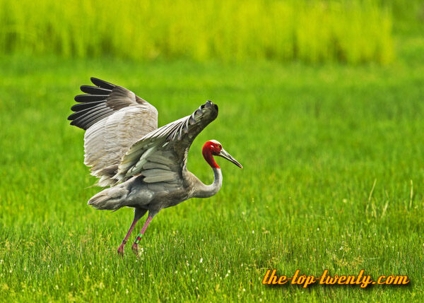 Sarus Crane